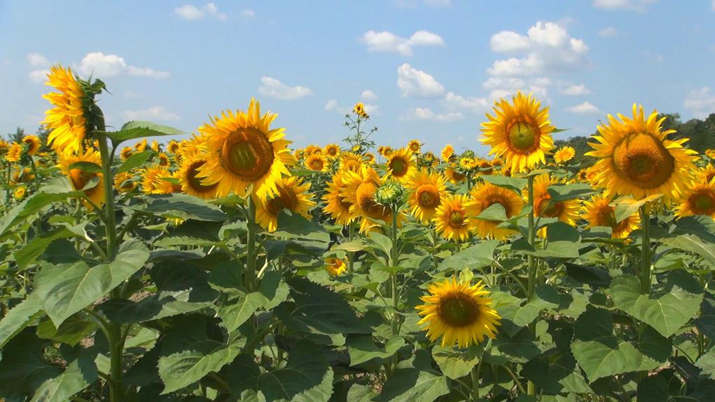 loi de coopération agricole édition en cours
