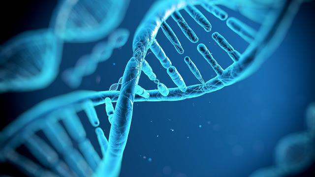 preuve du rôle de l'adn dans le transfert d'informations génétiques