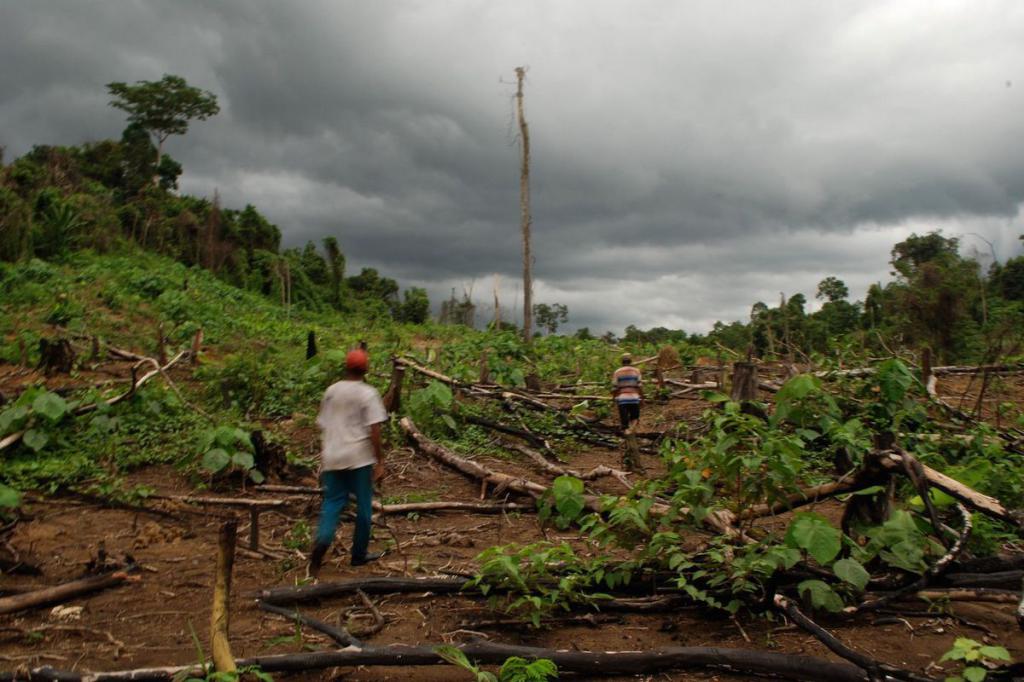 statistiques sur la déforestation en Russie