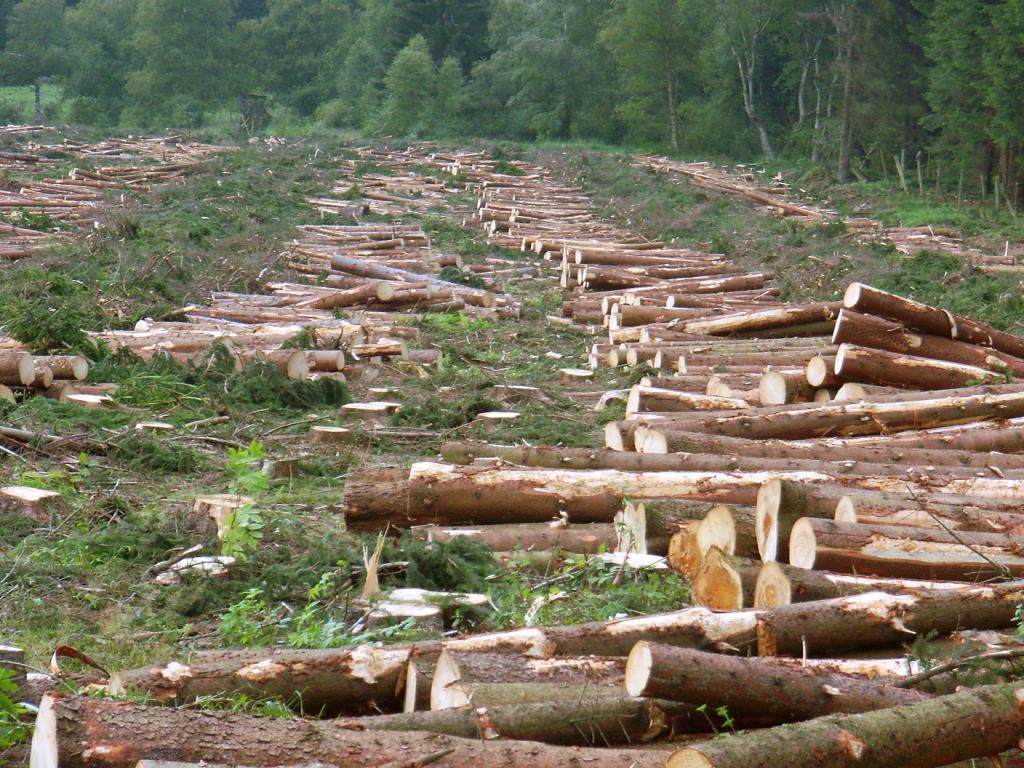 exploitation forestière illégale