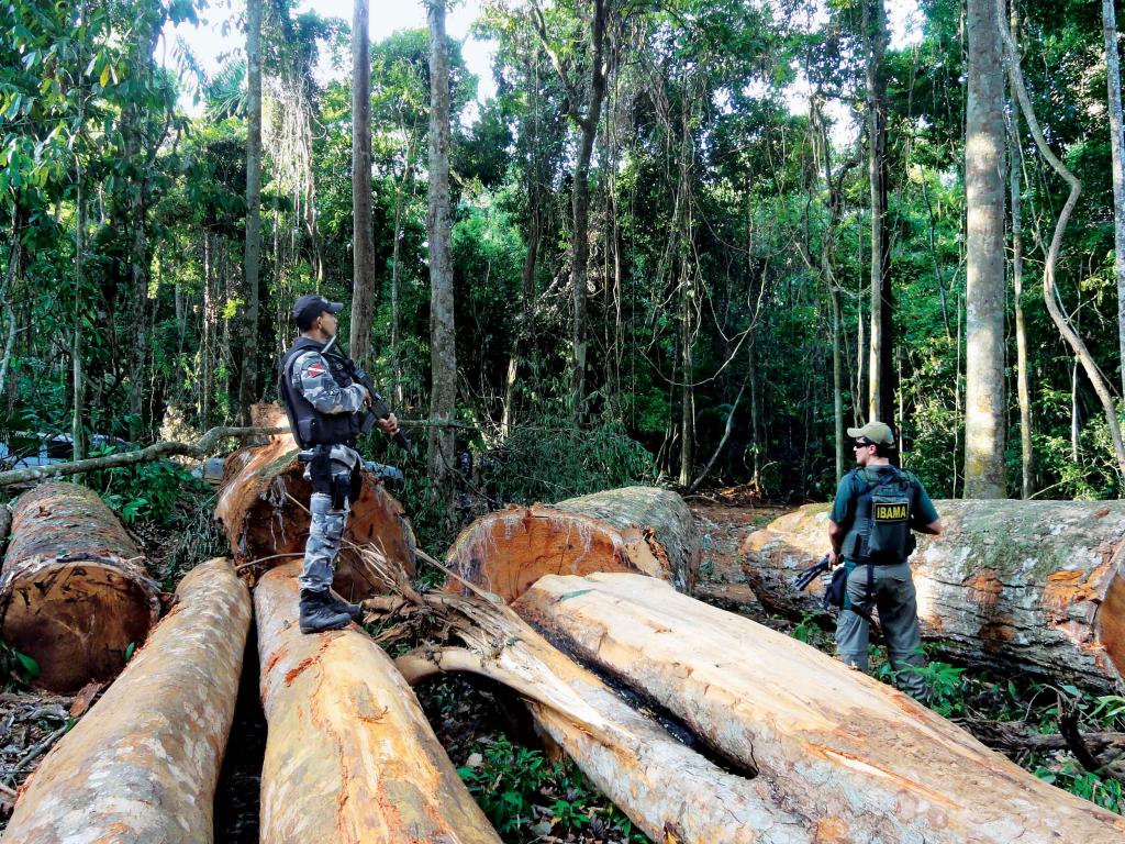 volume de déforestation en Russie