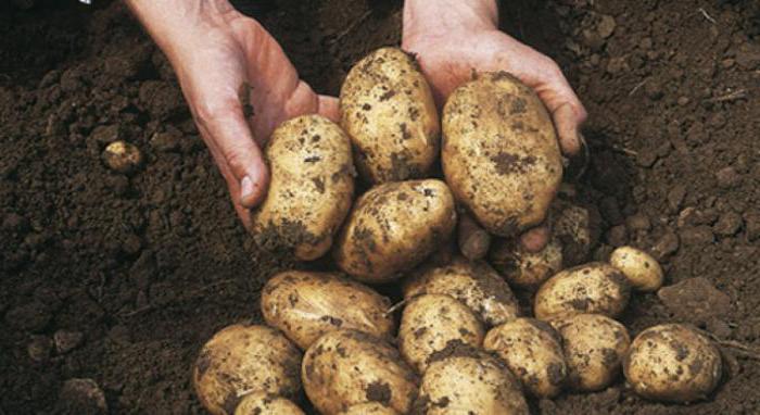 achat de pommes de terre de la population en Biélorussie