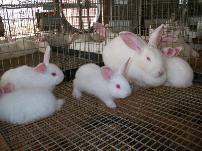 poids du lapin