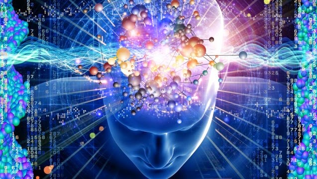 cerveau humain