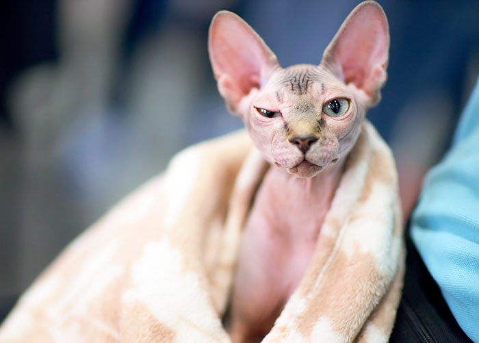 Chat Sphinx