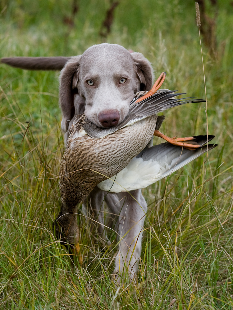 Le concept et les types de chasse