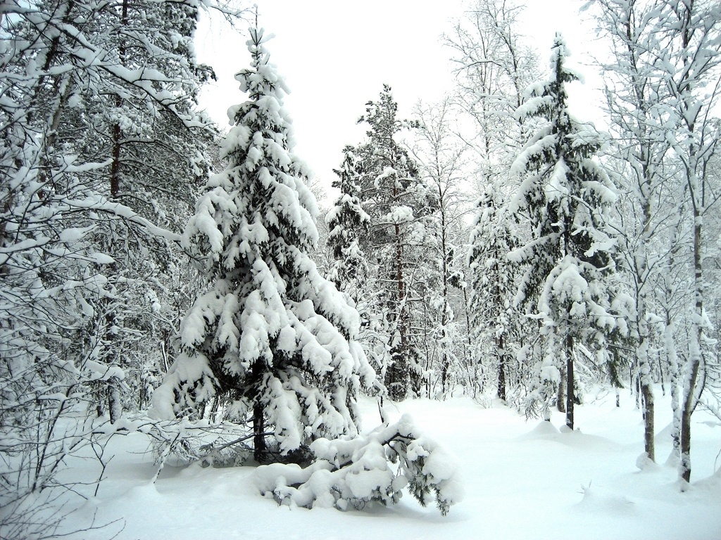 Paysage d'hiver