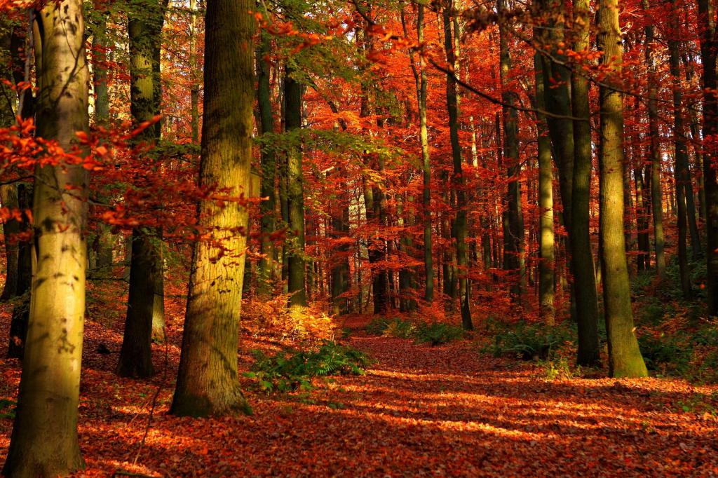 Le territoire du parc forestier