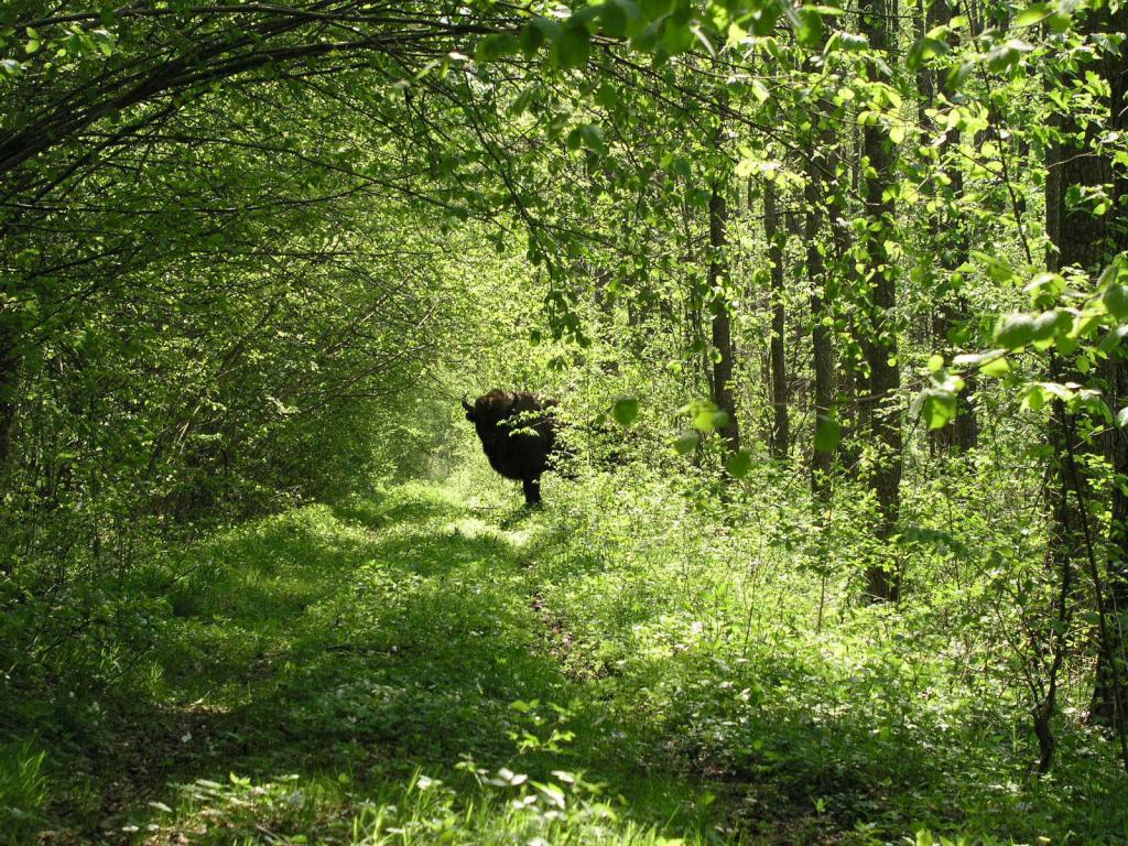 Habitat du bison