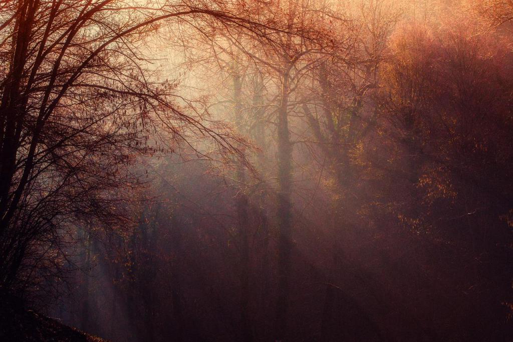 La forêt, source de paix et de beauté