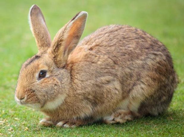 Est-ce rentable d'élever des lapins