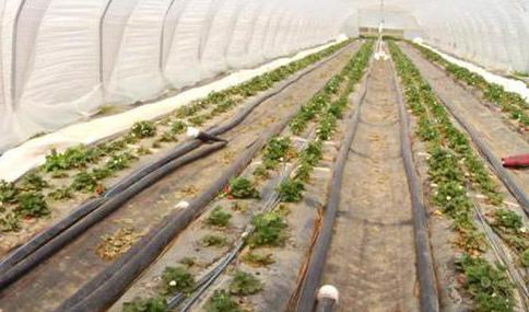 Technologie pour la culture industrielle des fraises