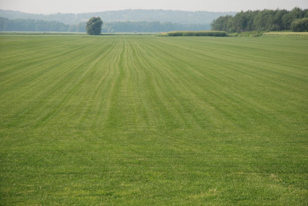 Terrain