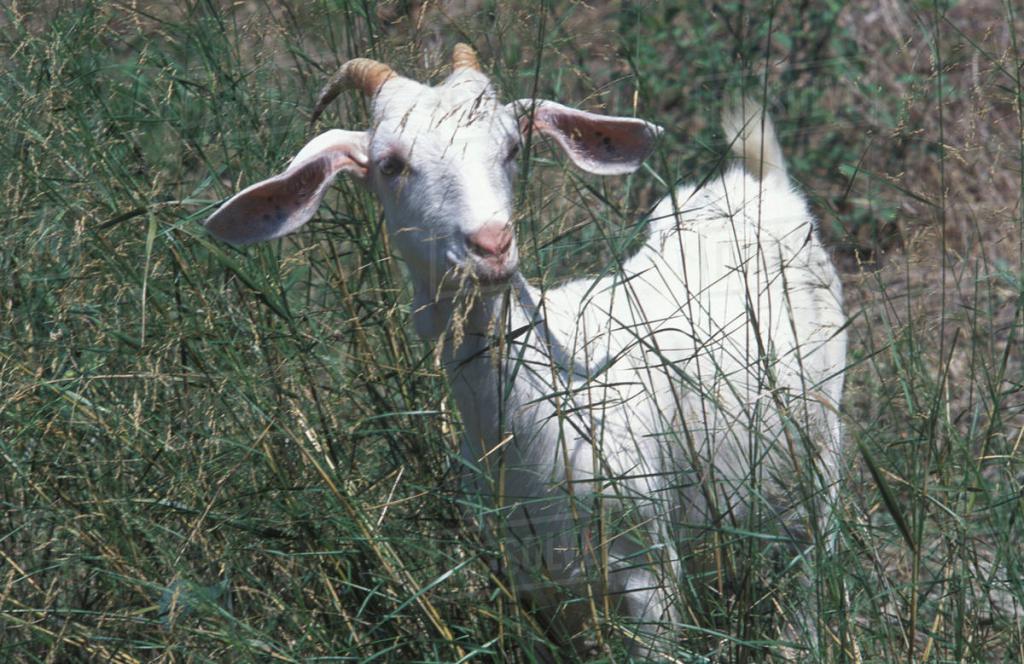 Chèvre dans le pré