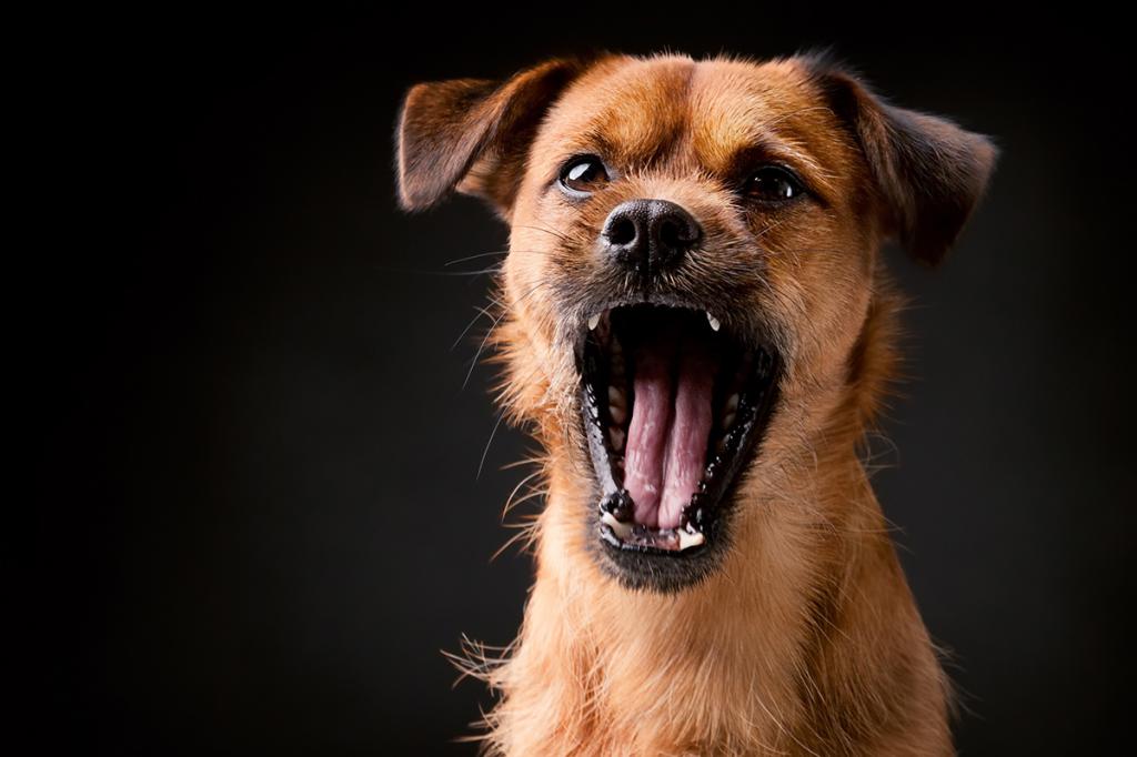 Chien qui aboie