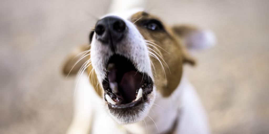 Visage de chien