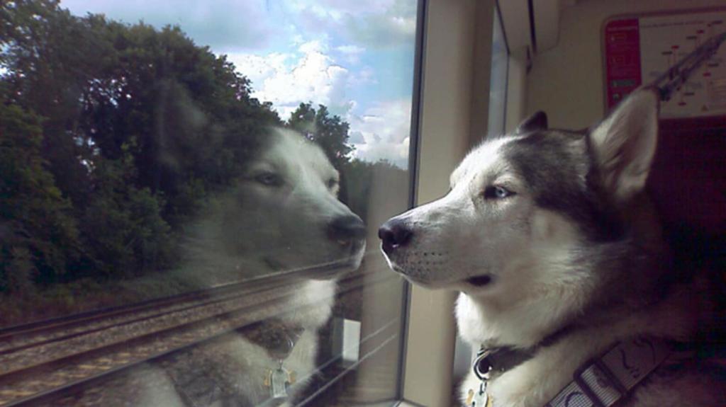 Husky sérieux