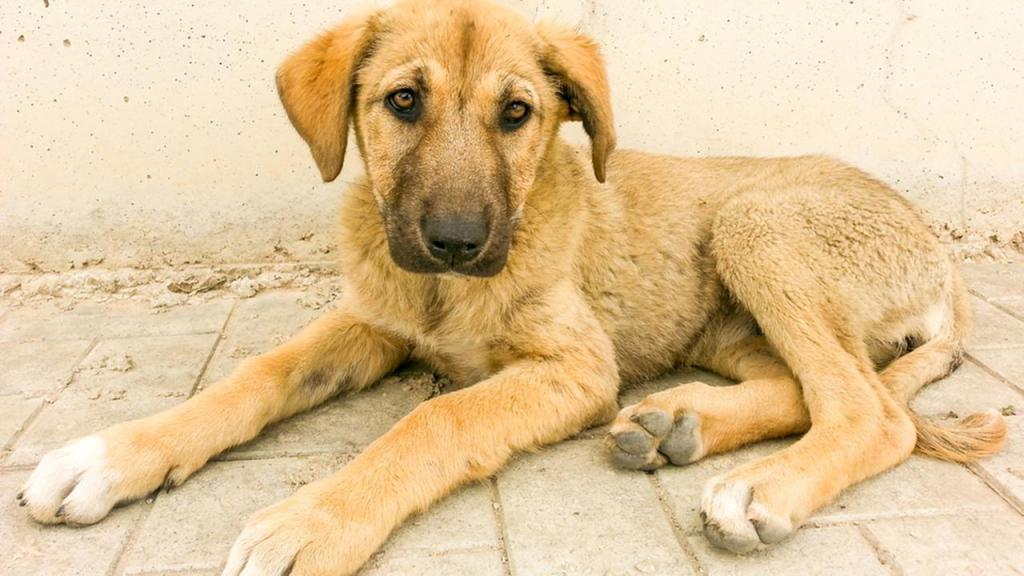 Chiot sans abri
