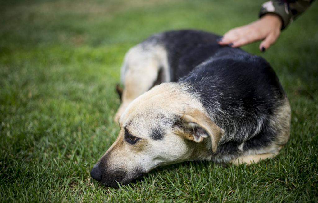 Chien sur l'herbe